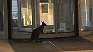 „Skippy“ hüpfte bei seinem Ausreißer-Abenteuer bis vor das Landesklinikum.