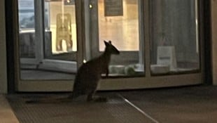 „Skippy“ hüpfte bei seinem Ausreißer-Abenteuer bis vor das Landesklinikum.