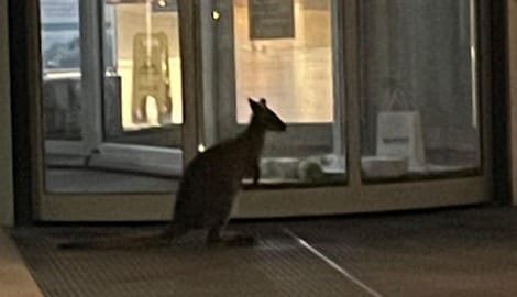 „Skippy“ hüpfte bei seinem Ausreißer-Abenteuer bis vor das Landesklinikum.