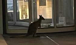 „Skippy“ hüpfte bei seinem Ausreißer-Abenteuer bis vor das Landesklinikum.