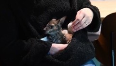 Die deutsche Tierpark-Leiterin Nicole Hoffmeister zieht ein Känguru-Baby auf.