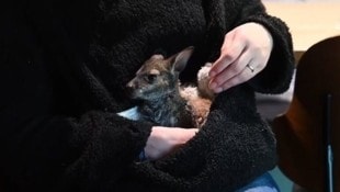 Die deutsche Tierpark-Leiterin Nicole Hoffmeister zieht ein Känguru-Baby auf.