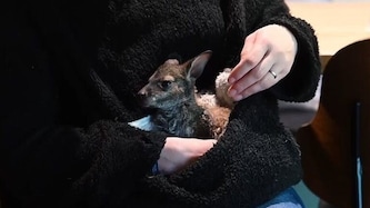 Die deutsche Tierpark-Leiterin Nicole Hoffmeister zieht ein Känguru-Baby auf.