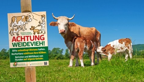 Auf Weiden mit Kühen ist Vorsicht geboten.