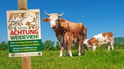 Auf Weiden mit Kühen ist Vorsicht geboten.