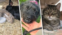 Die Kaninchen Schnucki und Acari, Rüde Struppi und der Kater Nabla warten noch auf ihre ...