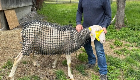 Schaf „Ananas“ mit Schaubachs Schutznetz