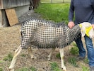 Schaf „Ananas“ mit Schaubachs Schutznetz