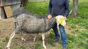 Um das Schaf im Wolfsschutz ist es leise geworden. Doch wer wird das Schaf diesen Sommer auf der ...
