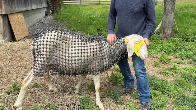 Schaf „Ananas“ mit Schaubachs Schutznetz