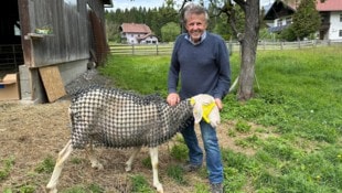 Schaf „Ananas“ soll das Netz den Sommer über testen.