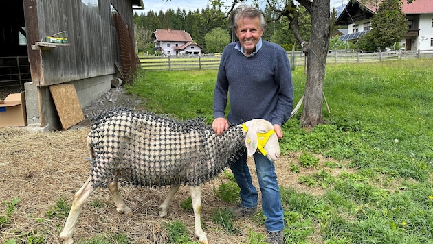 The sheep “Ananas” is set to test the net throughout the summer.