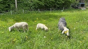 Das Schaf ist aktuell wieder ohne Schaubach‘s Netz.