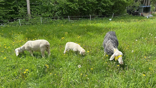 Das Schaf ist aktuell wieder ohne Schaubach‘s Netz.