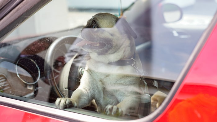Hunde „ohne Nase“ wie der Mops können sich beim Atmen schwer tun. Kommt der Faktor Hitze dazu, ...