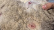 Nach mehreren kleinen Operationen verheilen die Wunden von „Findus“.