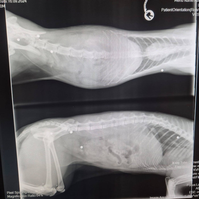Mittels Röntgenbildern konnte die Tierärztin alle Bleikugeln im Katzenkörper finden und auch ...