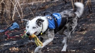 In Australien wird nach einem Nachfolger für den Spürhund „Bear“  (Bild) gesucht, der mehr als ...