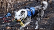 In Australien wird nach einem Nachfolger für den Spürhund „Bear“  (Bild) gesucht, der mehr als ...