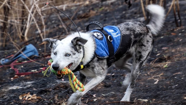 In Australien wird nach einem Nachfolger für den Spürhund „Bear“ (Bild) gesucht, der mehr als ...