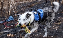 In Australien wird nach einem Nachfolger für den Spürhund „Bear“ (Bild) gesucht, der mehr als ...