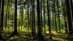 Der Fichtenanteil nahm in vergangenen Jahrzehnten hierzulande deutlich ab.