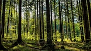 Besonders Fichten leichten unter dem fehlenden Regen.