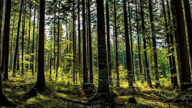 Der Fichtenanteil nahm in vergangenen Jahrzehnten hierzulande deutlich ab.
