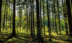 Der Fichtenanteil nahm in vergangenen Jahrzehnten hierzulande deutlich ab.