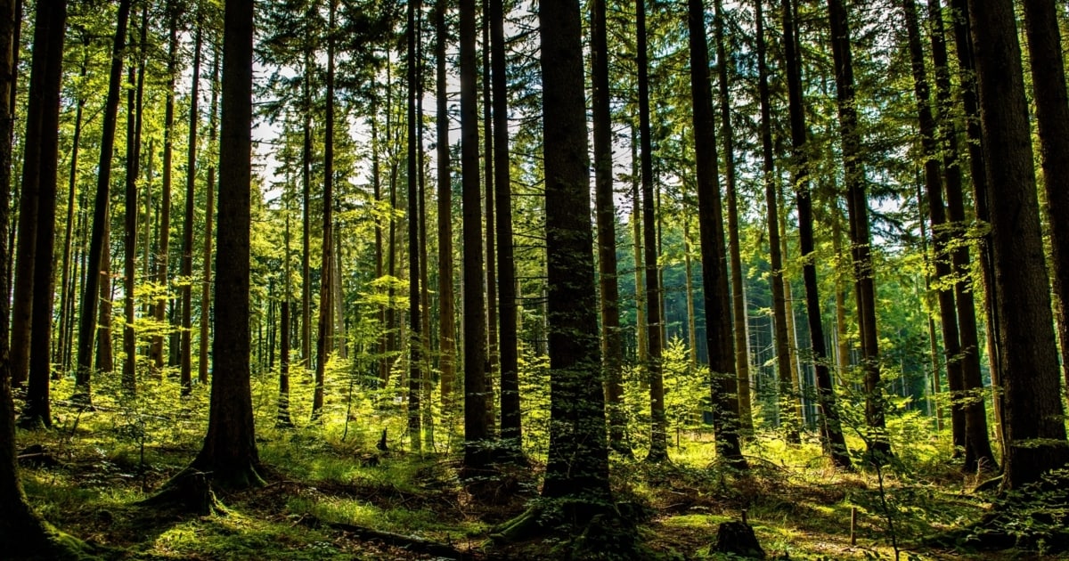 Klimawandel bringt mehr Vielfalt in unsere Wälder