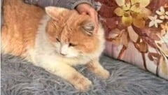 Der niedliche Kater „Schmotzer“ musste schier unerträgliche Qualen erleiden.