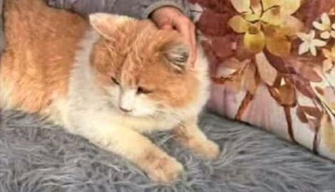 Der niedliche Kater „Schmotzer“ musste schier unerträgliche Qualen erleiden.