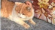 Der niedliche Kater „Schmotzer“ musste schier unerträgliche Qualen erleiden.