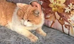 Der niedliche Kater „Schmotzer“ musste schier unerträgliche Qualen erleiden.