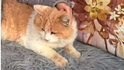 Der niedliche Kater „Schmotzer“ musste schier unerträgliche Qualen erleiden.