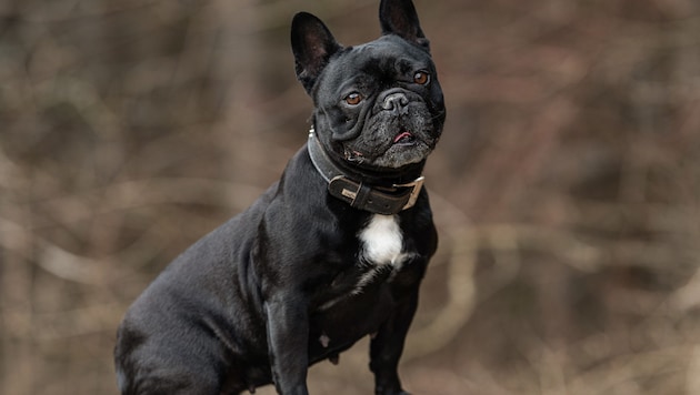 Beim Tier handelte es sich um eine französische Bulldogge (Symbolbild).