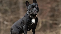 Beim Tier handelte es sich um eine französische Bulldogge (Symbolbild).