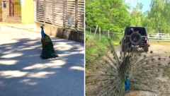 Links: einer der beiden exotischen Vögel war im Dorf unterwegs. Rechts: wieder daheim im ...