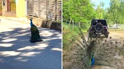 Links: einer der beiden exotischen Vögel war im Dorf unterwegs. Rechts: wieder daheim im ...