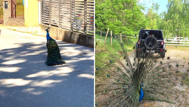 Links: einer der beiden exotischen Vögel war im Dorf unterwegs. Rechts: wieder daheim im Garten.