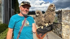 Falkner Franz Schüttelkopf mit zwei von drei jungen Uhus. 