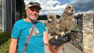 Falkner Franz Schüttelkopf mit zwei von drei jungen Uhus. 