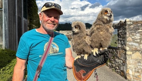 Falkner Franz Schüttelkopf mit zwei von drei jungen Uhus. 