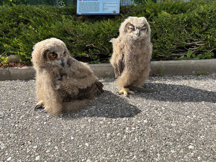 Die zwei jungen Uhus erkunden die Adlerarena.