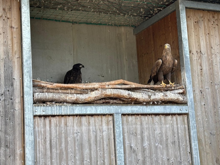 Ein europäischer Seeadler wird bald flügge.