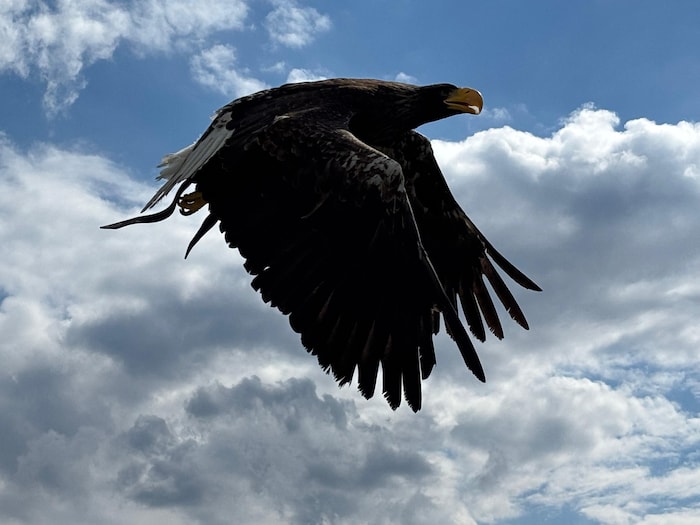 Auch der Adler wagt seine ersten Flugversuche.