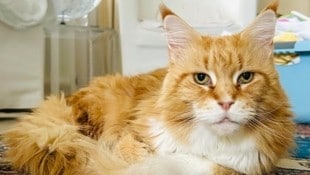 Diese reinrassige Maine-Coon sucht ihr neues Zuhause.