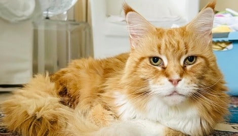 Diese reinrassige Maine-Coon sucht ihr neues Zuhause.