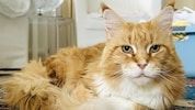 Diese reinrassige Maine-Coon sucht ihr neues Zuhause.