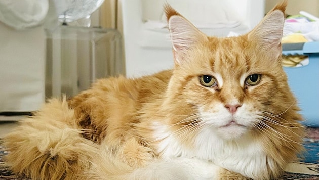 Diese reinrassige Maine-Coon sucht ihr neues Zuhause.